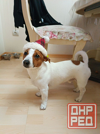 Объевление о поиске девочки собаки Джек Рассела для вязки. Донецк - изображение 3