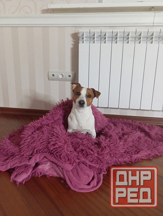 Объевление о поиске девочки собаки Джек Рассела для вязки. Донецк - изображение 1