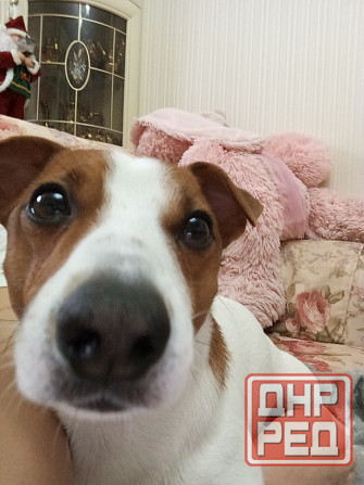 Объевление о поиске девочки собаки Джек Рассела для вязки. Донецк - изображение 2