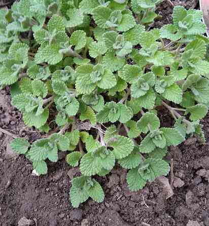 Котовник почвопокровный многолетний Донецк