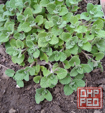 Котовник почвопокровный многолетний Донецк - изображение 1