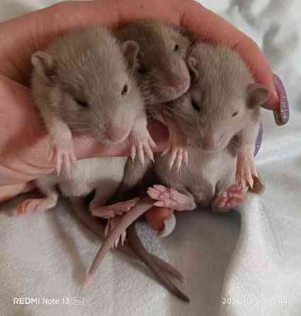 Крысята Дамбо Ручные мальчики и девочки Донецк