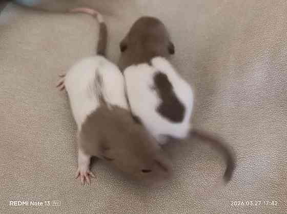 Крысята Дамбо Ручные мальчики и девочки Донецк