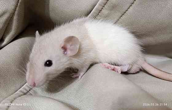 Крысята Дамбо Ручные мальчики и девочки Донецк