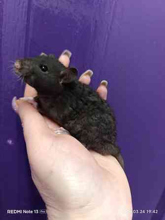 Крысята Дамбо Ручные мальчики и девочки Донецк