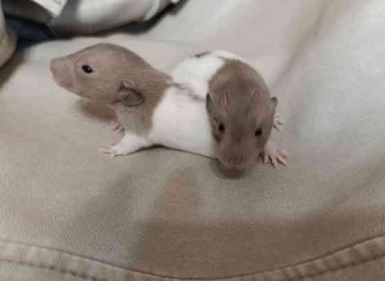 Крысята Дамбо Ручные мальчики и девочки Донецк