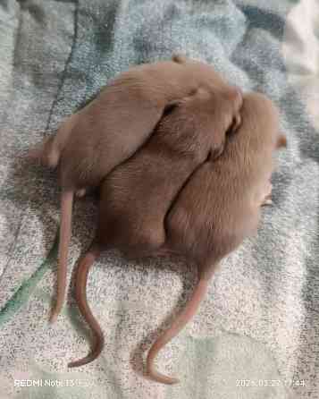 Крысята Дамбо Ручные мальчики и девочки Донецк