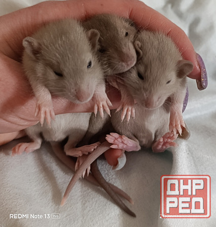 Крысята Дамбо Ручные мальчики и девочки Донецк - изображение 4