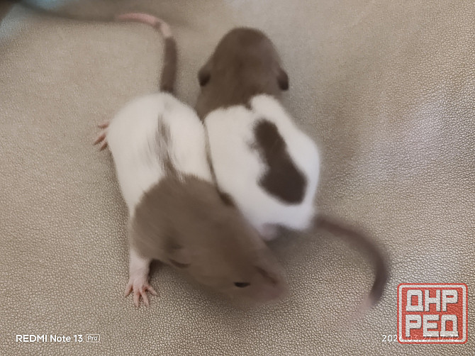 Крысята Дамбо Ручные мальчики и девочки Донецк - изображение 2