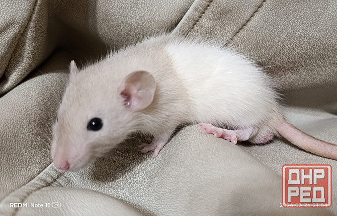 Крысята Дамбо Ручные мальчики и девочки Донецк - изображение 3