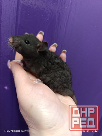 Крысята Дамбо Ручные мальчики и девочки Донецк - изображение 6