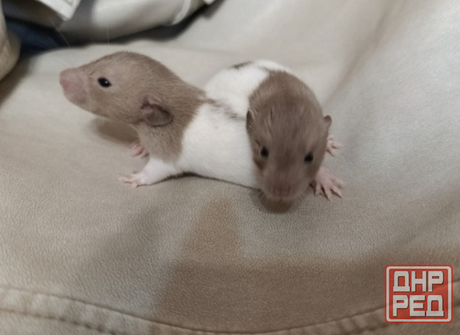 Крысята Дамбо Ручные мальчики и девочки Донецк - изображение 1