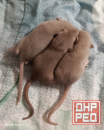 Крысята Дамбо Ручные мальчики и девочки Донецк - изображение 5