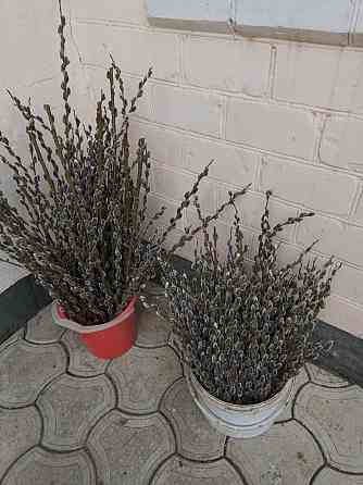 Верба Макеевка