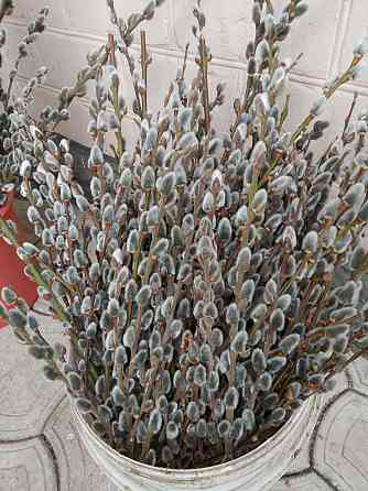 Верба Макеевка