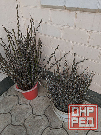 Верба Макеевка - изображение 2