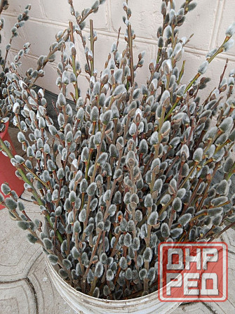 Верба Макеевка - изображение 1