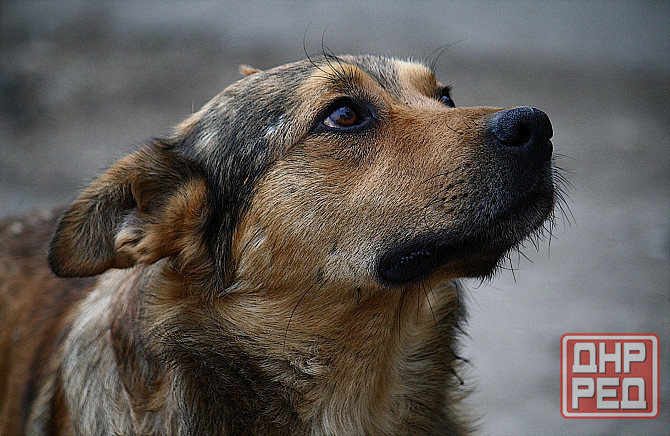 захоронение собак и кошек в Донецке Донецк - изображение 1