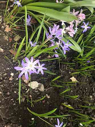 Продам первоцветы,разные,звоните Макеевка