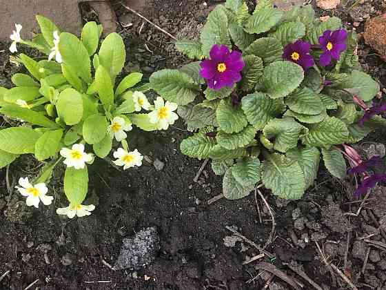 Продам первоцветы,разные,звоните Макеевка