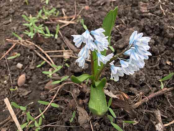 Продам первоцветы,разные,звоните Макеевка
