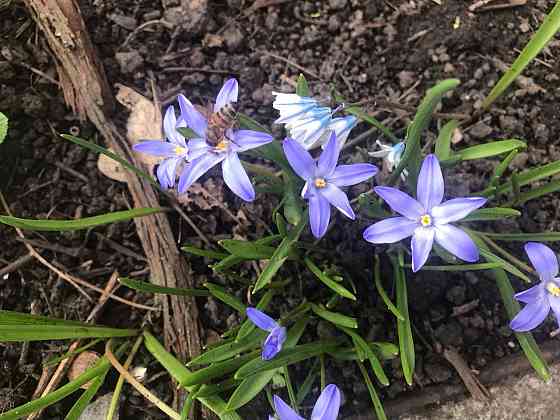 Продам первоцветы,разные,звоните Макеевка