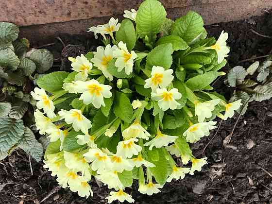 Продам первоцветы,разные,звоните Макеевка