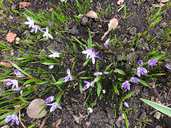 Продам первоцветы,разные,звоните Макеевка