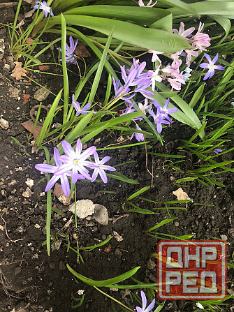 Продам первоцветы,разные,звоните Макеевка - изображение 4