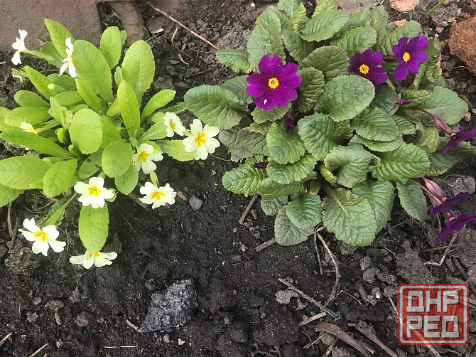 Продам первоцветы,разные,звоните Макеевка - изображение 5