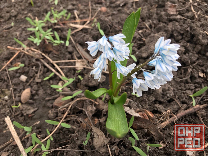 Продам первоцветы,разные,звоните Макеевка - изображение 6