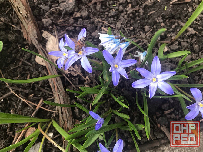 Продам первоцветы,разные,звоните Макеевка - изображение 2