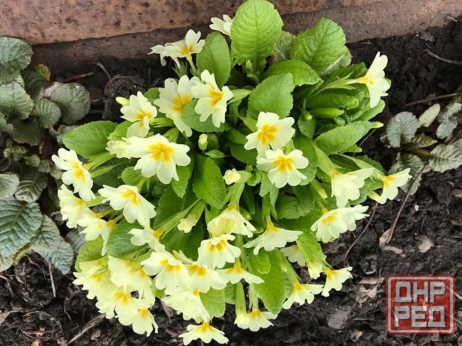 Продам первоцветы,разные,звоните Макеевка - изображение 1