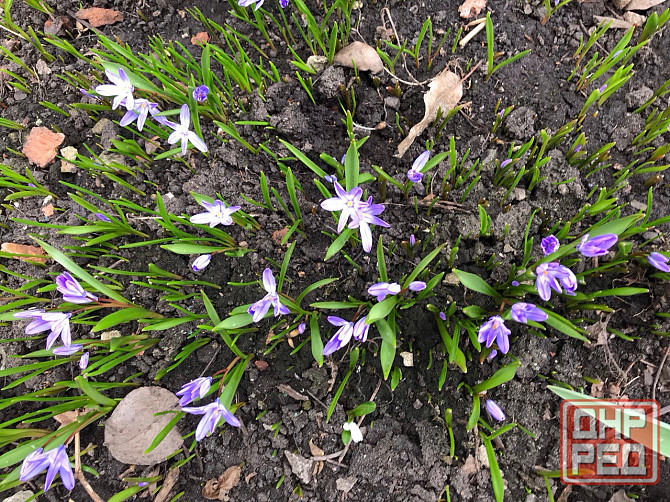 Продам первоцветы,разные,звоните Макеевка - изображение 3