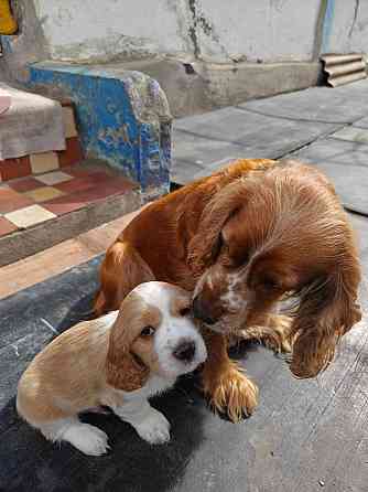Щенк эр Английского Кокер спаниеля Донецк