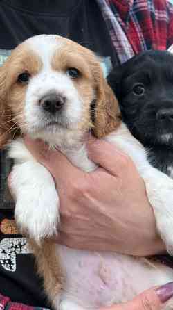 Щенк эр Английского Кокер спаниеля Донецк