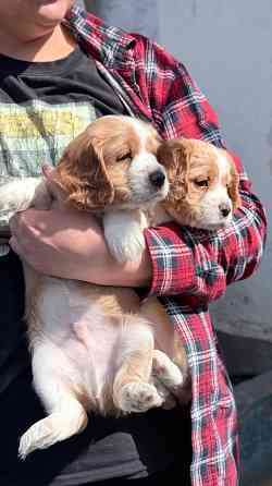 Щенк эр Английского Кокер спаниеля Донецк