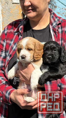 Щенк эр Английского Кокер спаниеля Донецк - изображение 2