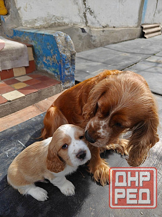 Щенк эр Английского Кокер спаниеля Донецк - изображение 1