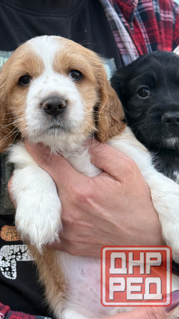 Щенк эр Английского Кокер спаниеля Донецк - изображение 4