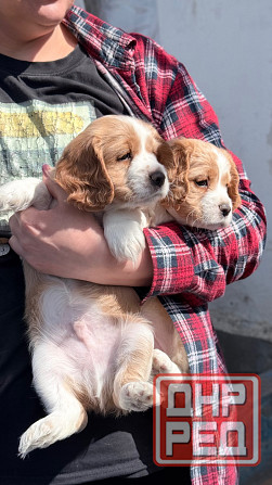 Щенк эр Английского Кокер спаниеля Донецк - изображение 3