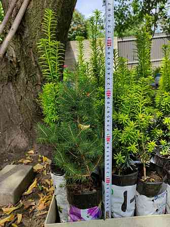 Вечнозелёный Тисс ягодный Давид Донецк