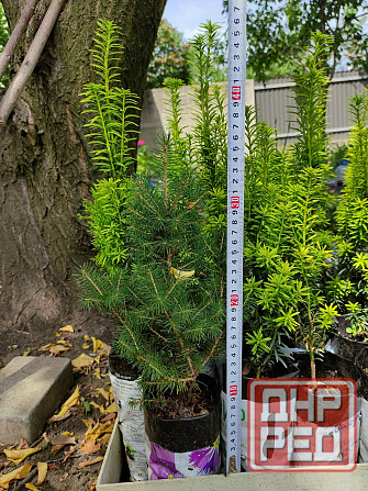 Вечнозелёный Тисс ягодный Давид Донецк - изображение 3