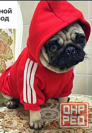 Толстовка с капюшоном для животных Донецк - изображение 1