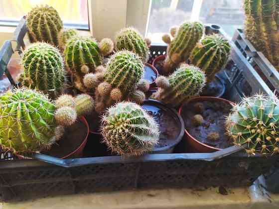 Кактус Макеевка