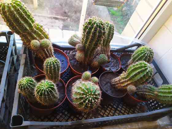 Кактус Макеевка