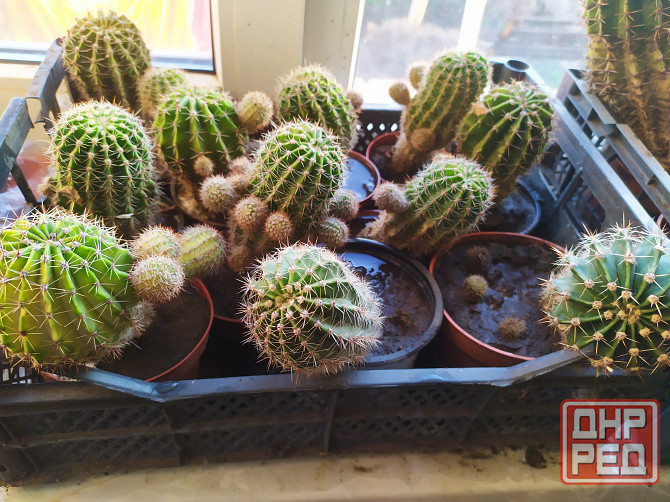 Кактус Макеевка - изображение 1