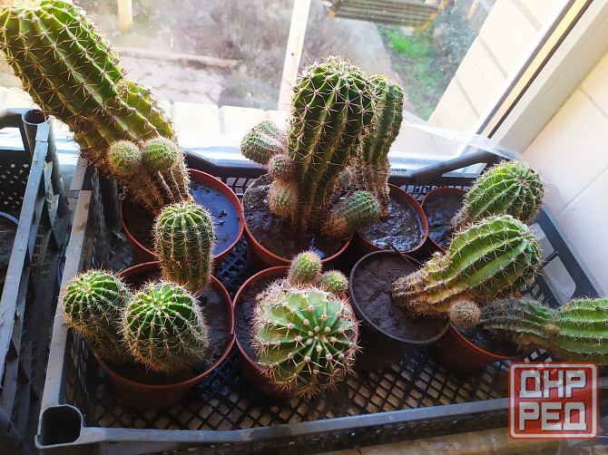 Кактус Макеевка - изображение 2