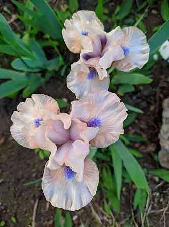 Ирисы: карликовые и высокорослые бородатые Донецк