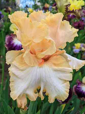 Ирисы: карликовые и высокорослые бородатые Донецк